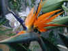 orchid01.jpg (72838 Byte)