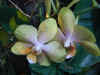 orchid05.jpg (76100 Byte)