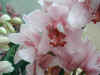 orchid08.jpg (70811 Byte)