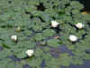 zoo0.jpg (404702 Byte)