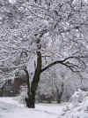 snow2007111101.jpg (274021 Byte)