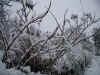 snow2007111102.jpg (201444 Byte)