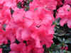 azalee05.jpg (121087 Byte)