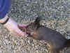 schbr021006.jpg (229948 Byte)